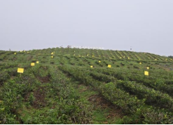 农投公司开启夏季茶园管护 助力茶产业提质增效