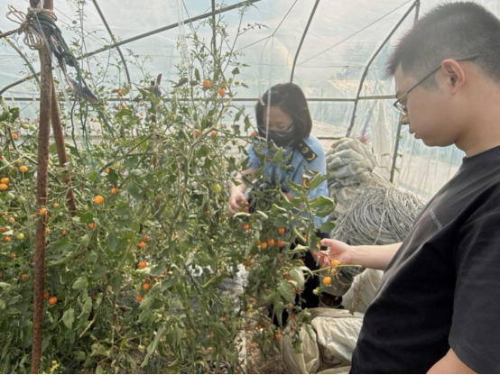 共筑食安防线｜农产品质量监督专家深入绿篱基地指导