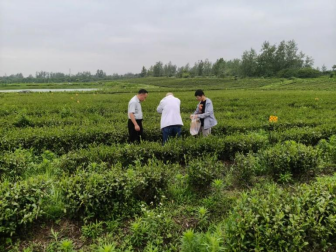 省农科院专家赴名优茶叶示范基地开展土壤取样
